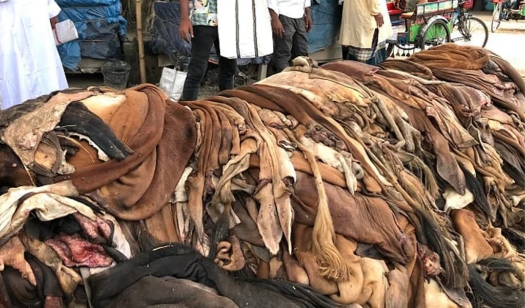 চামড়ার বাজার নিয়ন্ত্রণে ব্যর্থতা এবং কোরবানির মৌসুমে সরকারি দামের অকার্যকারিতা 4 চামড়ার বাজার নিয়ন্ত্রণে ব্যর্থতা এবং কোরবানির মৌসুমে সরকারি দামের অকার্যকারিতা