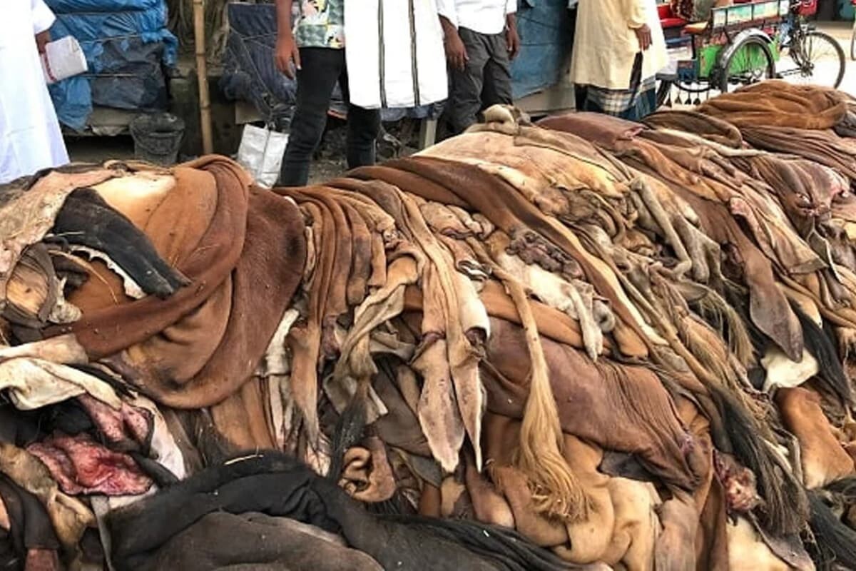 চামড়ার বাজার নিয়ন্ত্রণে ব্যর্থতা এবং কোরবানির মৌসুমে সরকারি দামের অকার্যকারিতা