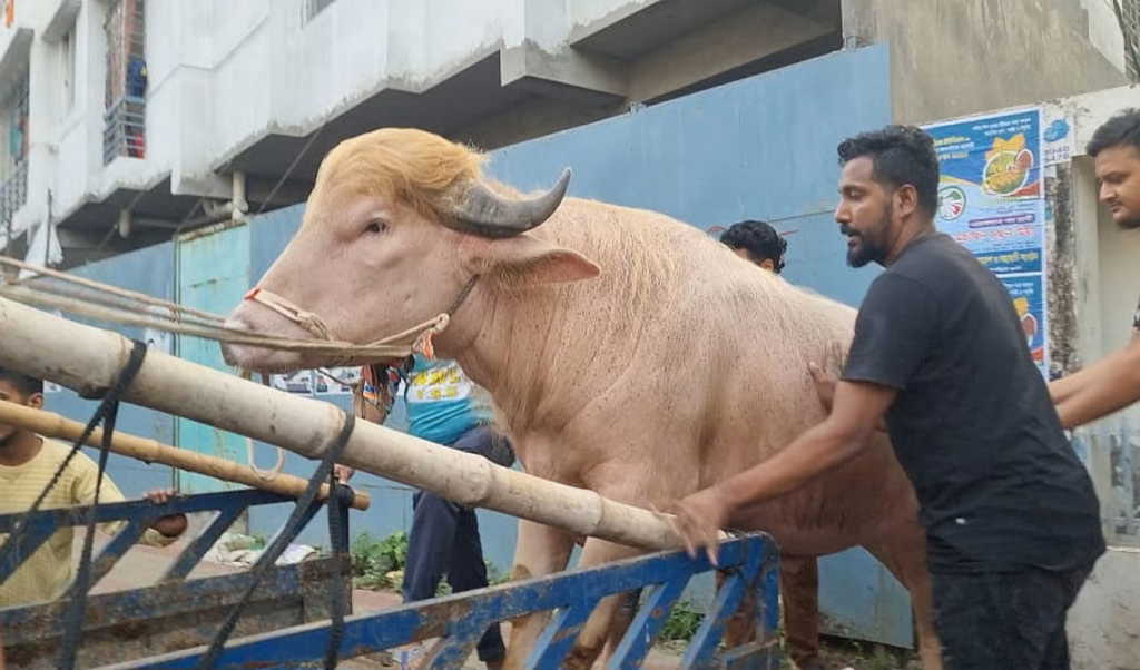 ডোনাল্ড ট্রাম্প মহিষ যাচ্ছে জাতীয় চিড়িয়াখানায় স্থানান্তর ডোনাল্ড ট্রাম্প মহিষ যাচ্ছে জাতীয় চিড়িয়াখানায় স্থানান্তর