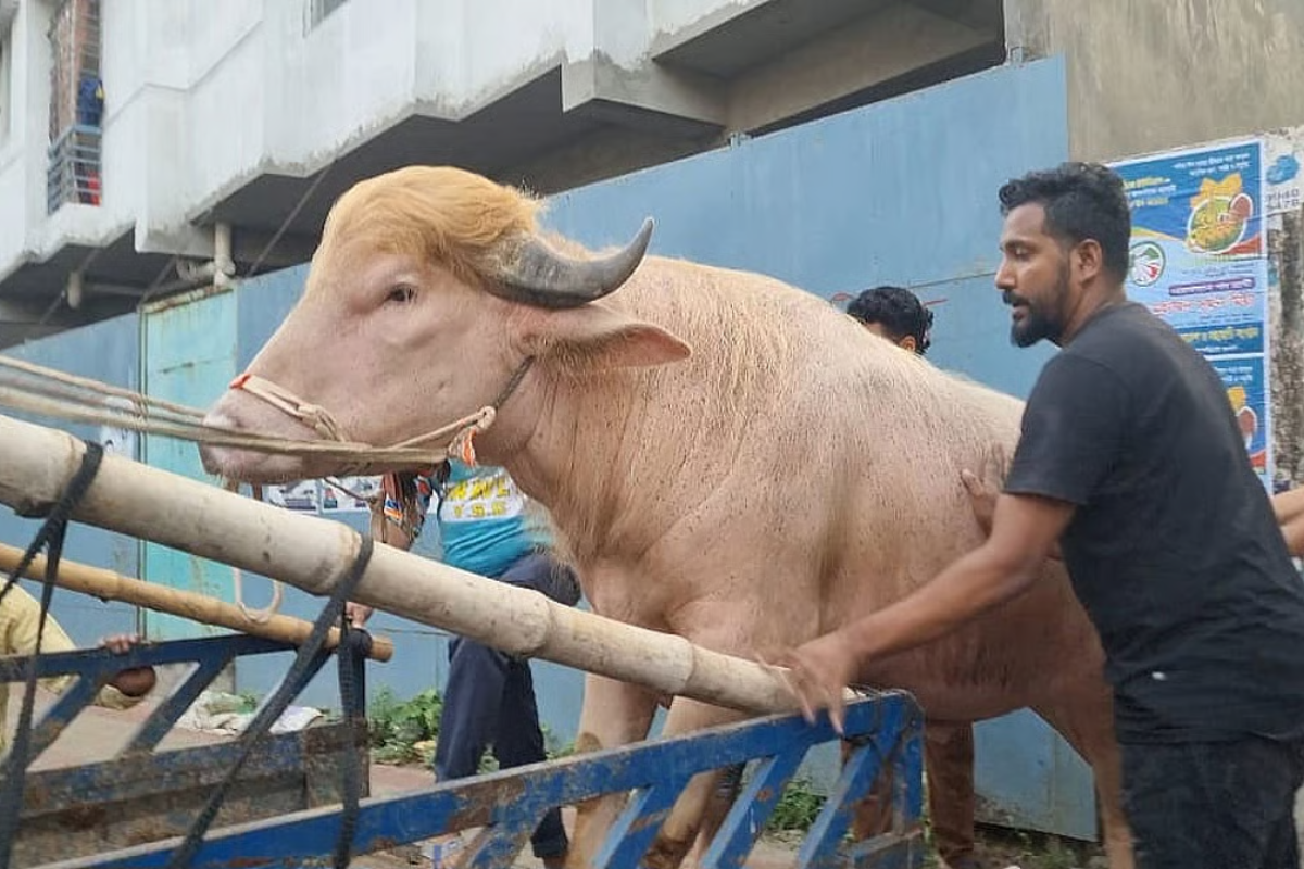 ডোনাল্ড ট্রাম্প মহিষ যাচ্ছে জাতীয় চিড়িয়াখানায় স্থানান্তর