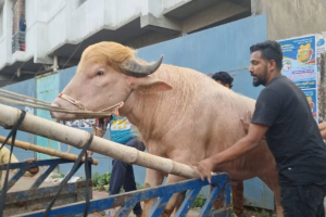 ডোনাল্ড ট্রাম্প মহিষ যাচ্ছে জাতীয় চিড়িয়াখানায় স্থানান্তর