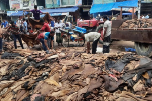 তাড়াশে চামড়ার বাজারে আবারও ব্যাপক দরপতন