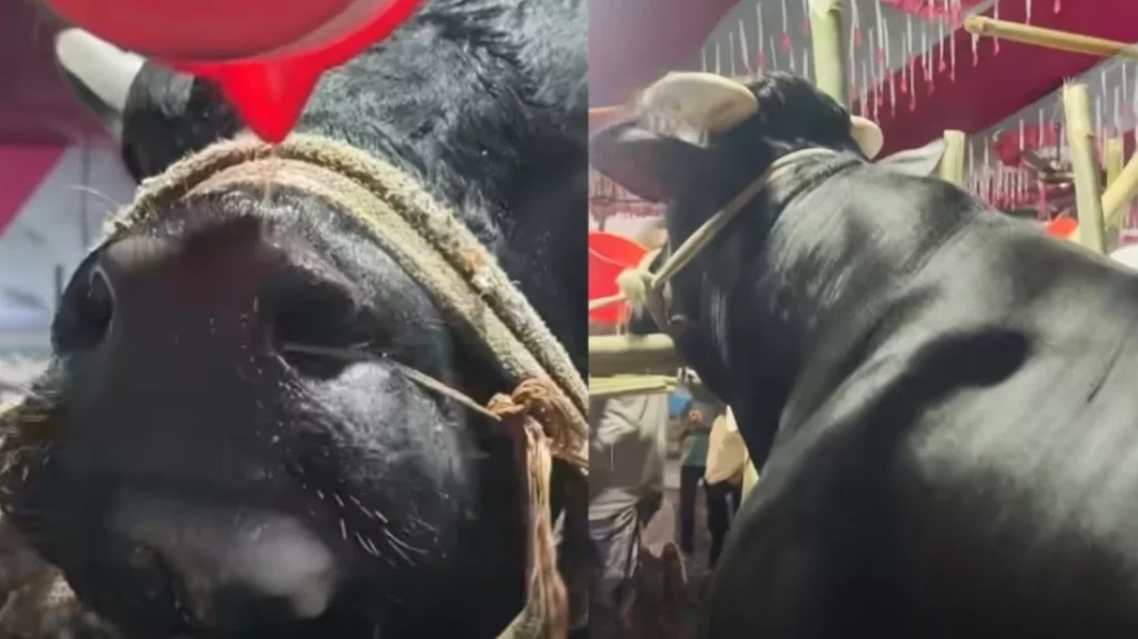 নাসীরুদ্দীন পাটওয়ারী গরুর নাম নাসীরুদ্দীন পাটওয়ারী গরুর নাম