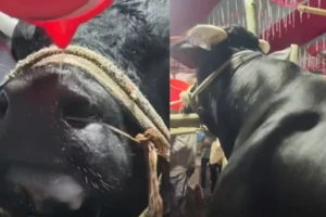 নাসীরুদ্দীন পাটওয়ারী গরুর নাম