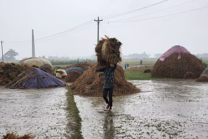 বৃষ্টিতে হাওরের ধানক্ষেতে ব্যাপক ক্ষতি, কৃষক বিপর্যস্ত অবস্থা