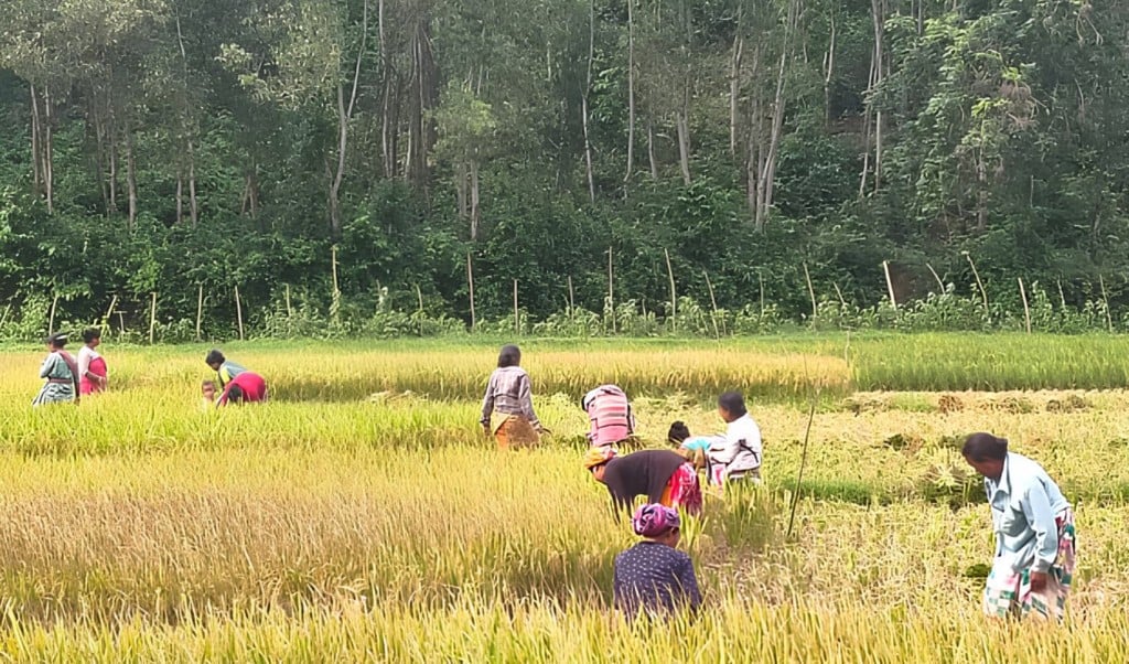 শেরপুরে বন্য হাতির উপদ্রব ফসল রক্ষায় আগাম ধান কাটছেন সীমান্তবাসী শেরপুরে বন্য হাতির উপদ্রব: ফসল রক্ষায় আগাম ধান কাটছেন সীমান্তবাসী