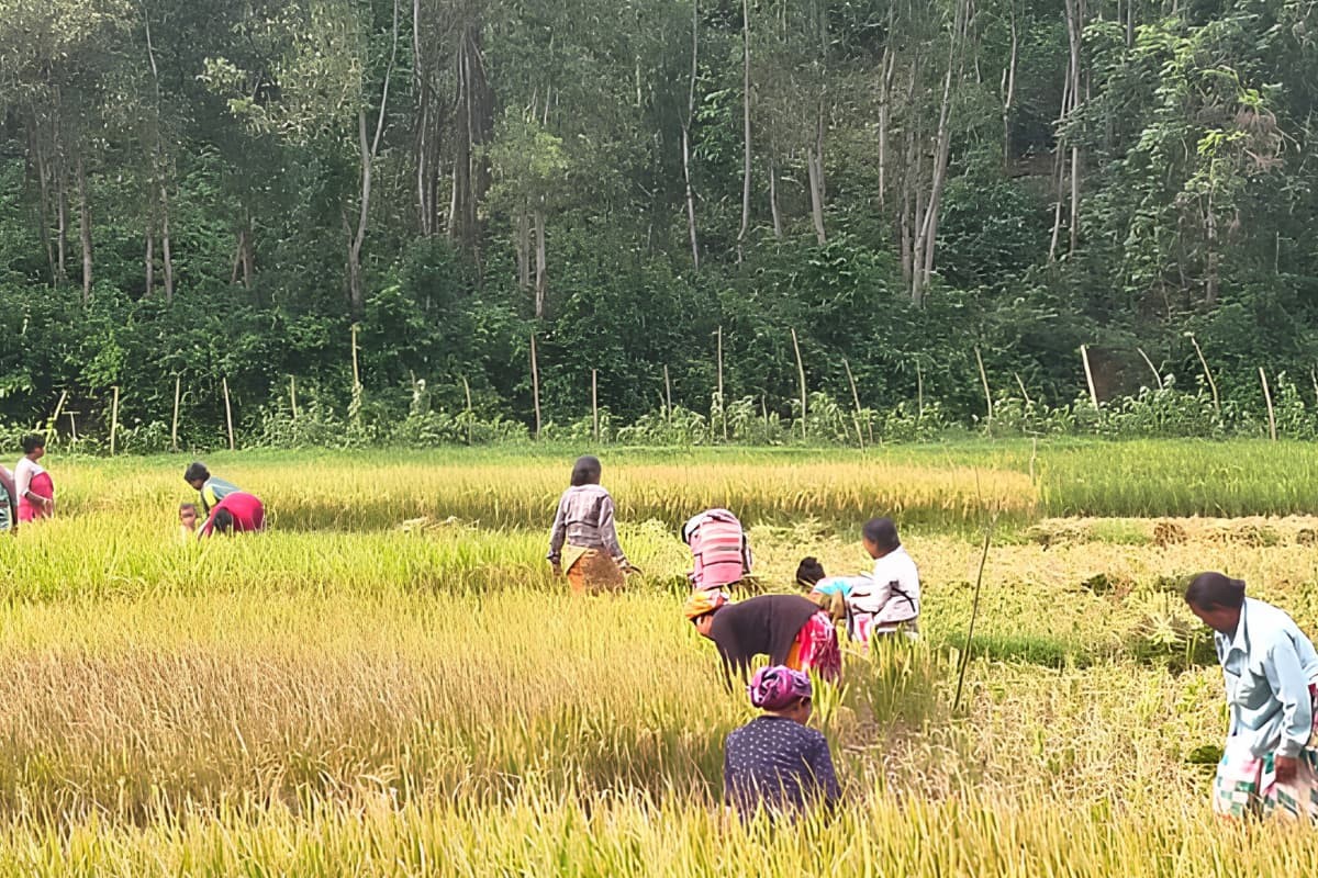 শেরপুরে বন্য হাতির উপদ্রব: ফসল রক্ষায় আগাম ধান কাটছেন সীমান্তবাসী