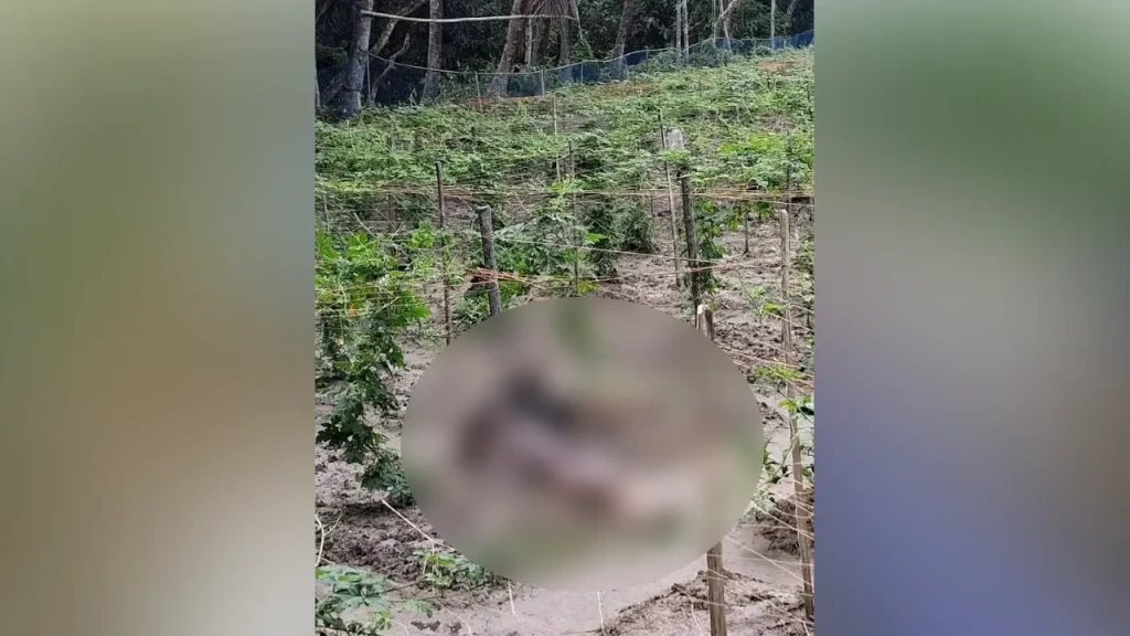 শ্রীরামপুর মাঠে যুবকের মরদেহ উদ্ধার শ্রীরামপুর মাঠে যুবকের মরদেহ উদ্ধার