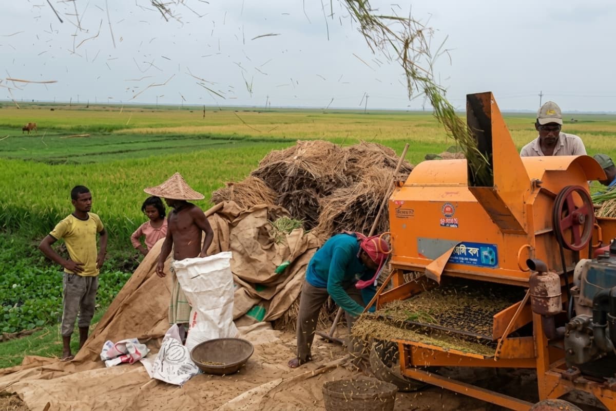 সরকারের শর্তের জালে ধান বিক্রিতে সংকট