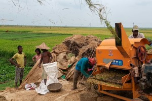 সরকারের শর্তের জালে ধান বিক্রিতে সংকট