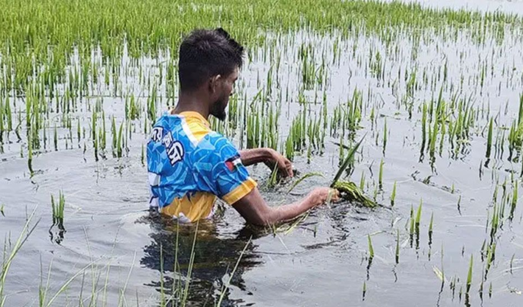 সুনামগঞ্জে ধান সংগ্রহে প্রতিকূলতা সরকারি মূল্য ও প্রান্তিক কৃষকের প্রকৃত সংকট সুনামগঞ্জে ধান সংগ্রহে প্রতিকূলতা: সরকারি মূল্য ও প্রান্তিক কৃষকের প্রকৃত সংকট