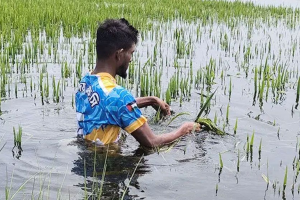 সুনামগঞ্জে ধান সংগ্রহে প্রতিকূলতা: সরকারি মূল্য ও প্রান্তিক কৃষকের প্রকৃত সংকট