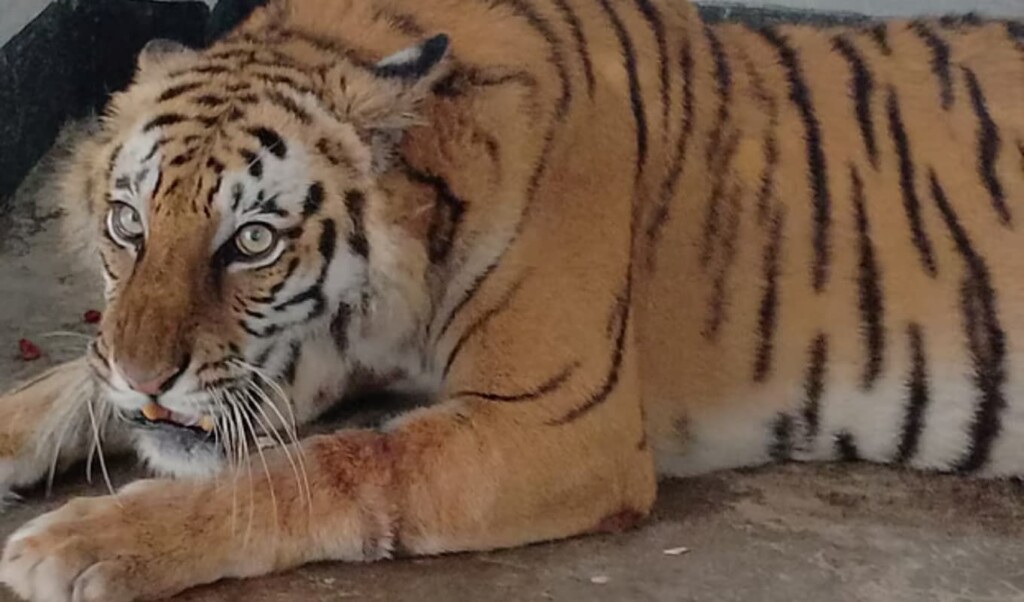 সুন্দরবনে উদ্ধার হওয়া বাঘিনীর চিকিৎসা এবং অবমুক্তির প্রস্তুতি 4 সুন্দরবনে উদ্ধার হওয়া বাঘিনীর চিকিৎসা এবং অবমুক্তির প্রস্তুতি