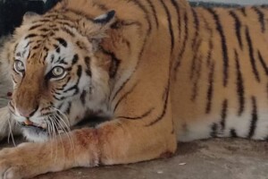 সুন্দরবনে উদ্ধার হওয়া বাঘিনীর চিকিৎসা এবং অবমুক্তির প্রস্তুতি