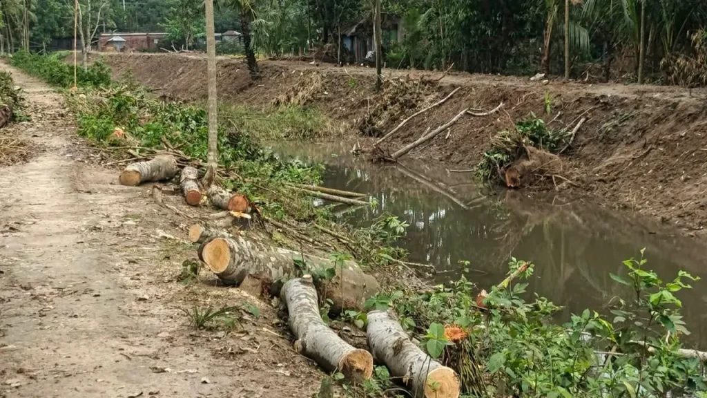 হরিণাকুণ্ডুতে সেচ খালের গাছ কাটা কাণ্ড হরিণাকুণ্ডুতে সেচ খালের গাছ কাটা কাণ্ড