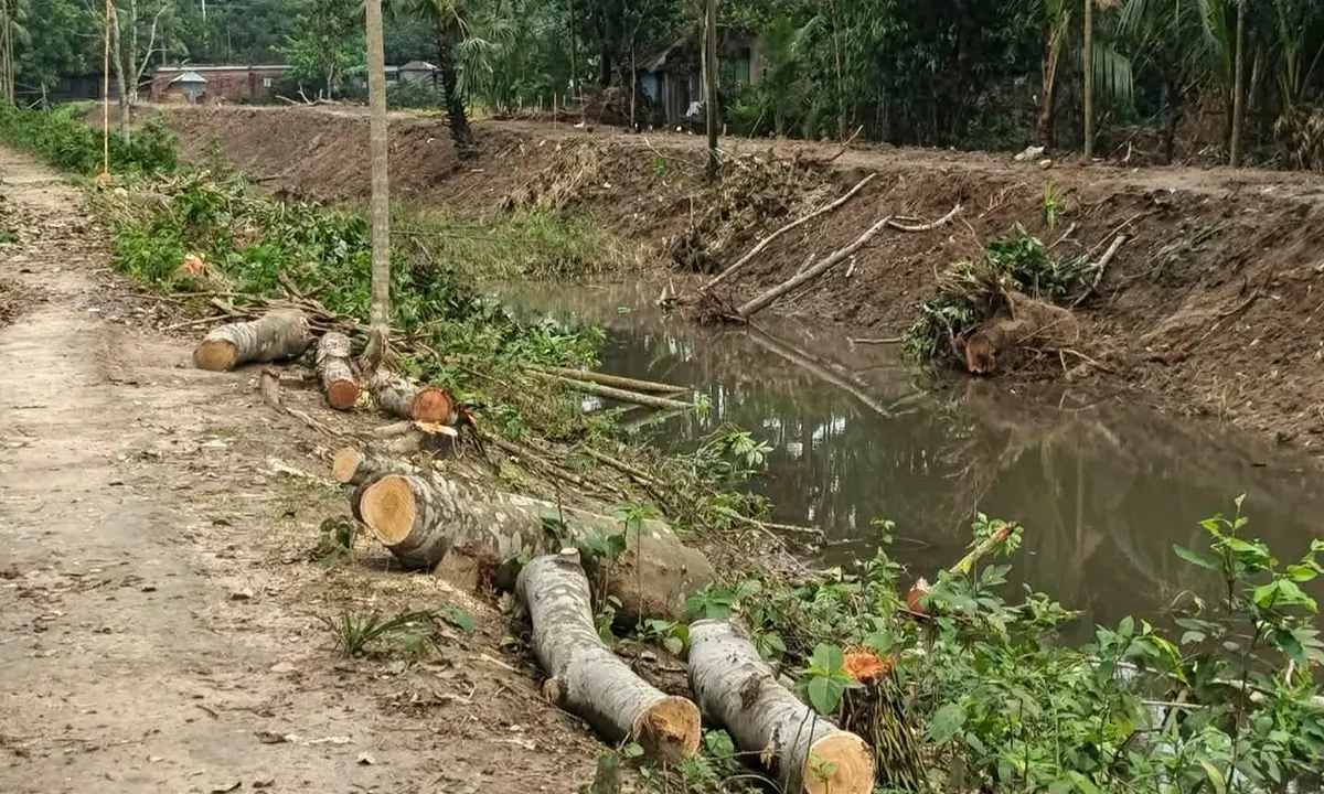 হরিণাকুণ্ডুতে সেচ খালের গাছ কাটা কাণ্ড