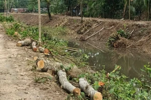 হরিণাকুণ্ডুতে সেচ খালের গাছ কাটা কাণ্ড