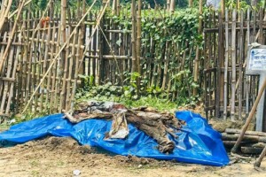 কুষ্টিয়ায় গৃহবধূর লাশ কবর উত্তোলন