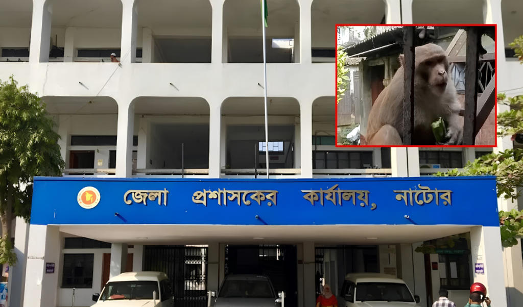 নাটোর লালবাজারের বাসিন্দাদের ক্ষ্যাপা বানর থেকে সুরক্ষার লিখিত আবেদন নাটোর লালবাজারের বাসিন্দাদের ক্ষ্যাপা বানর থেকে সুরক্ষার লিখিত আবেদন