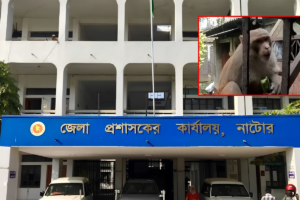 নাটোর লালবাজারের বাসিন্দাদের ক্ষ্যাপা বানর থেকে সুরক্ষার লিখিত আবেদন