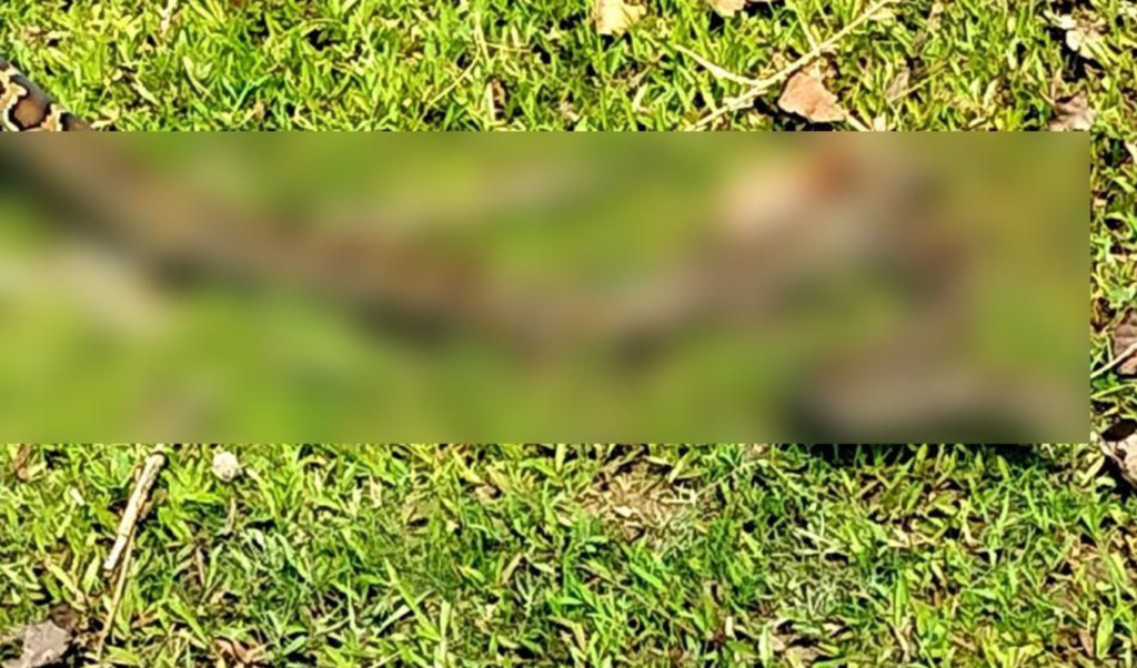 মিরসরাইয়ের ফসলি জমি থেকে বিশালাকার অজগর উদ্ধার মিরসরাইয়ের ফসলি জমি থেকে বিশালাকার অজগর উদ্ধার
