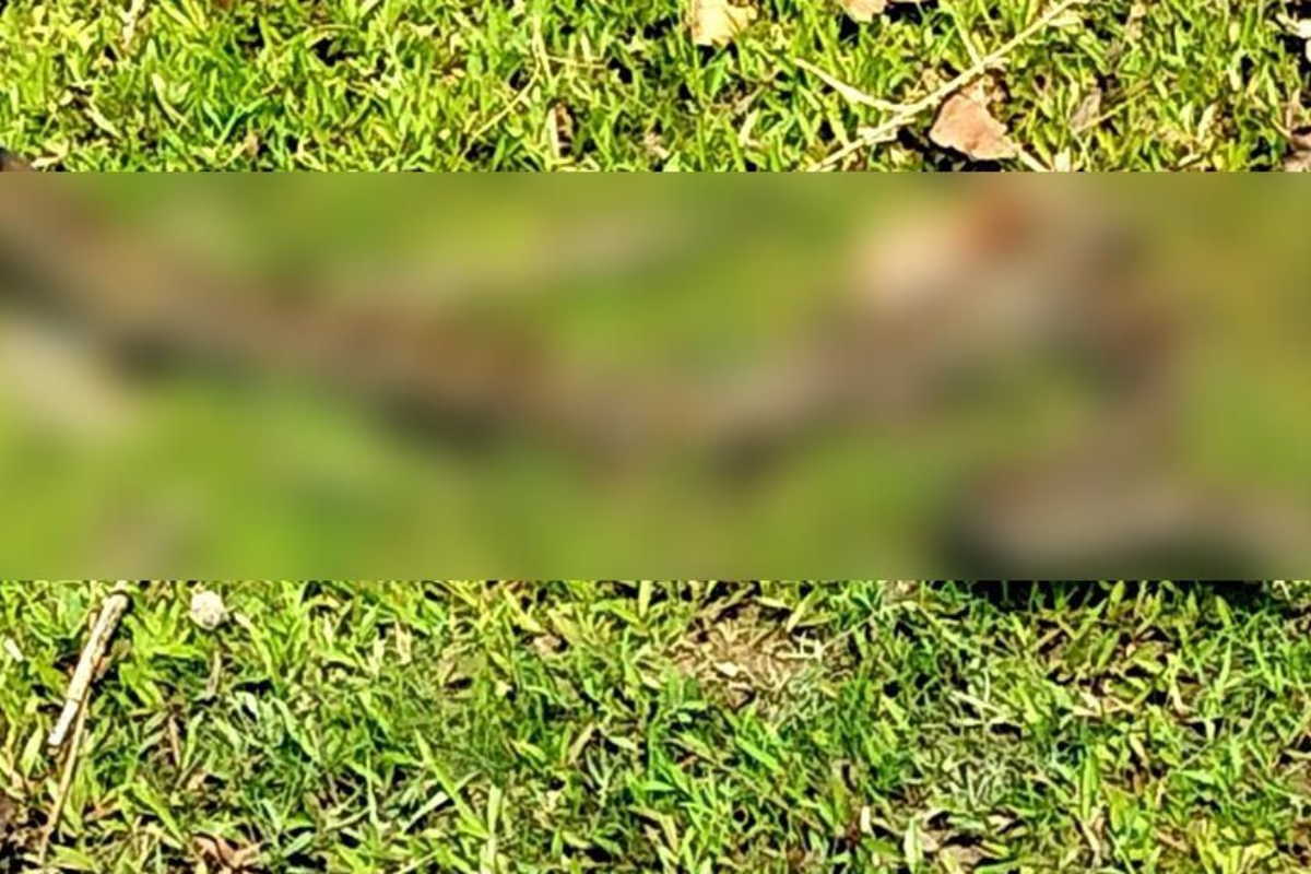 মিরসরাইয়ের ফসলি জমি থেকে বিশালাকার অজগর উদ্ধার