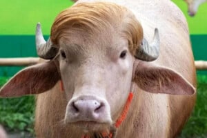সাদা মহিষ সাভার গবেষণা কেন্দ্রে স্থানান্তর