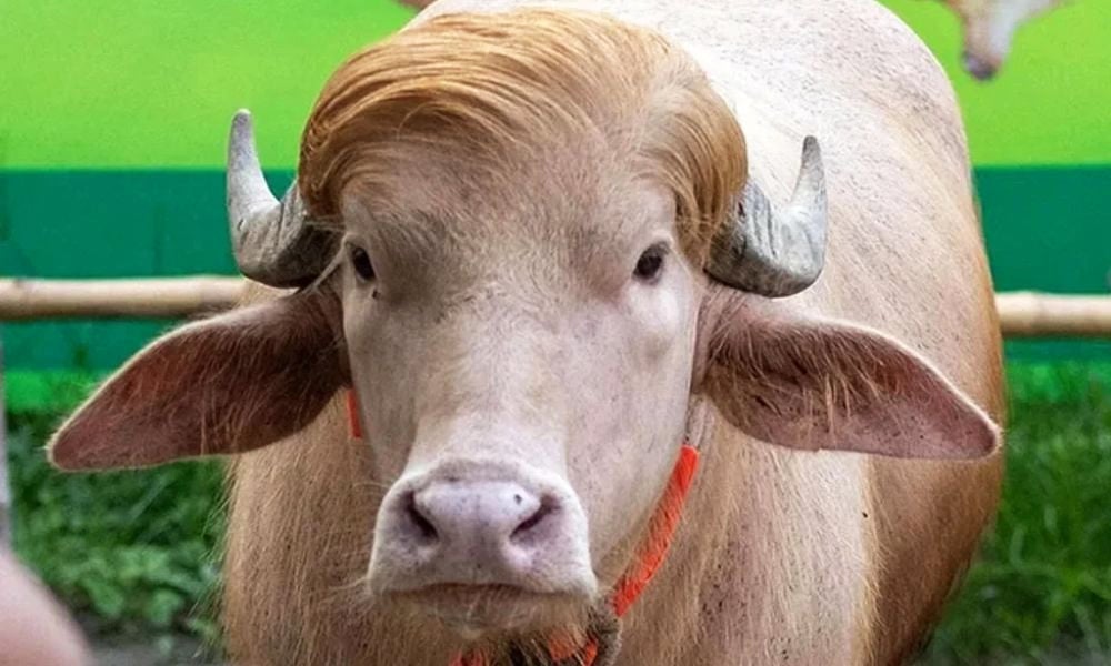 সাদা মহিষ সাভার গবেষণা কেন্দ্রে স্থানান্তর সাদা মহিষ সাভার গবেষণা কেন্দ্রে স্থানান্তর
