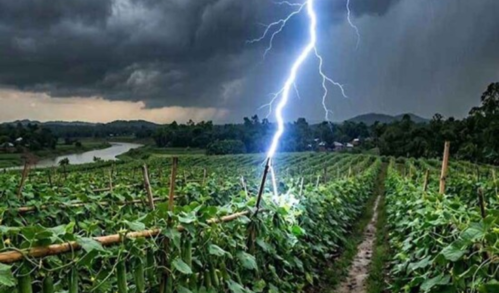 সাভারে সবজি ক্ষেতে কাজ করার সময় বজ্রপাতে ৩ কৃষকের মৃত্যু সাভারে সবজি ক্ষেতে কাজ করার সময় বজ্রপাতে ৩ কৃষকের মৃত্যু