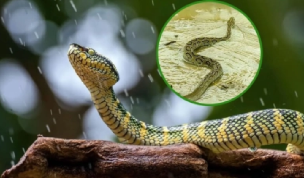 চট্টগ্রামে বন্যা ও পাহাড়ধসে ১৩ জনের মৃত্যু সাপের কামড়ে আহত ৭৫ চট্টগ্রামে বন্যা ও পাহাড়ধসে ১৩ জনের মৃত্যু, সাপের কামড়ে আহত ৭৫