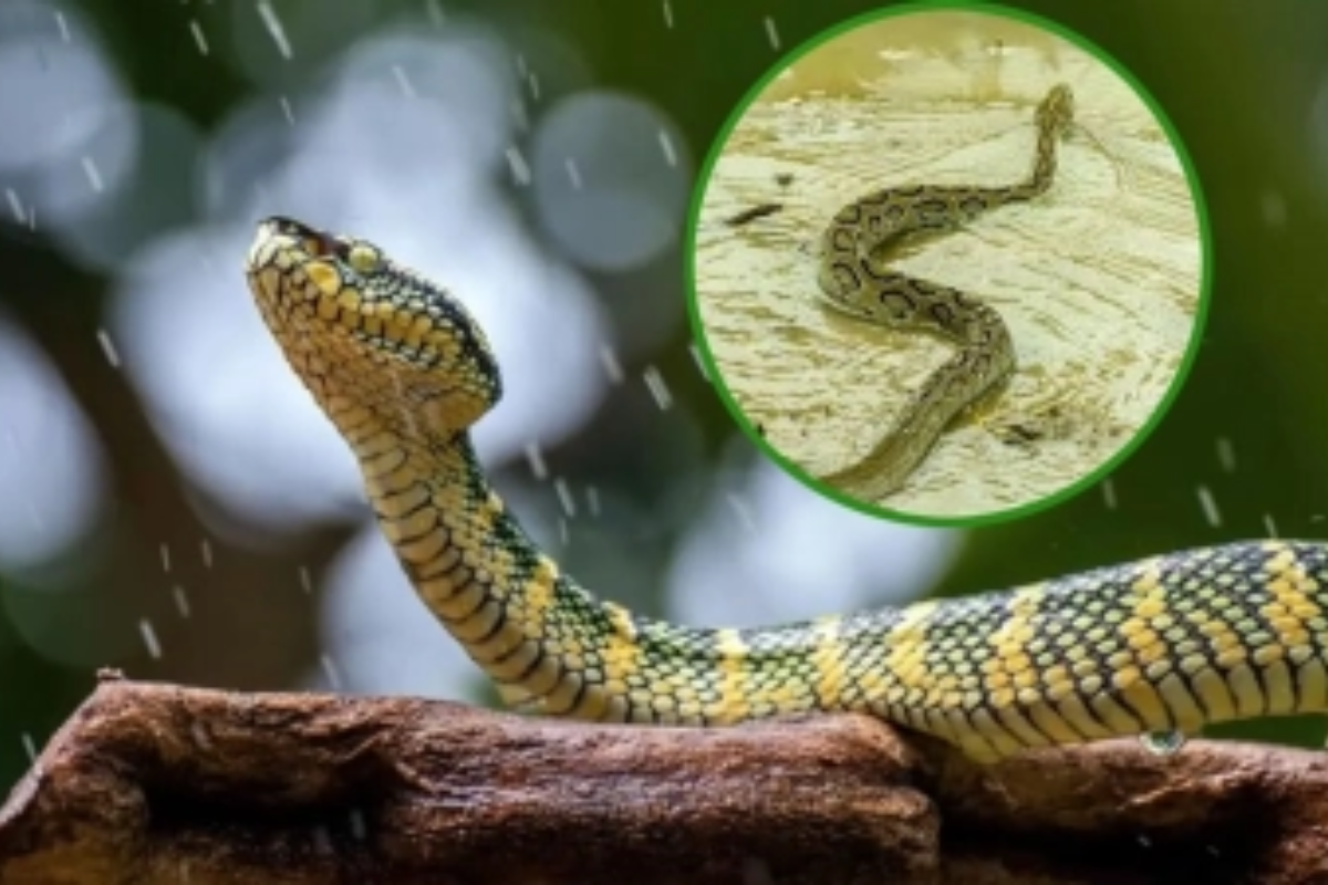 চট্টগ্রামে বন্যা ও পাহাড়ধসে ১৩ জনের মৃত্যু, সাপের কামড়ে আহত ৭৫