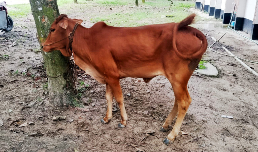 জয়পুরহাটে দিনেদুপুরে গরু চুরি নদী পার হওয়ার সময় চোরকে গণপিটুনি জয়পুরহাটে দিনেদুপুরে গরু চুরি, নদী পার হওয়ার সময় চোরকে গণপিটুনি