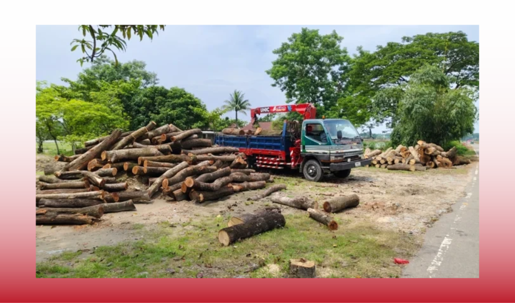 সুনামগঞ্জে কোনো প্রকল্প ছাড়াই কাটা হচ্ছে ৪ হাজার ৫০০ গাছ