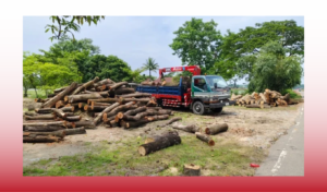 সুনামগঞ্জে কোনো প্রকল্প ছাড়াই কাটা হচ্ছে ৪ হাজার ৫০০ গাছ