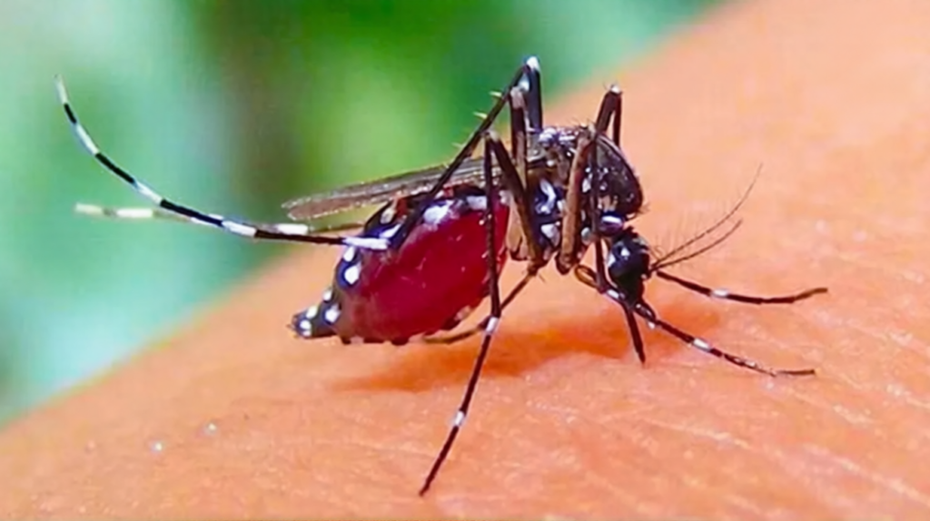 ডেঙ্গুতে ২৪ ঘণ্টায় ছয় মৃত্যু, হাসপাতালে ভর্তি ১,৫৬১ 3 ডেঙ্গুতে ২৪ ঘণ্টায় ছয় মৃত্যু, হাসপাতালে ভর্তি ১,৫৬১