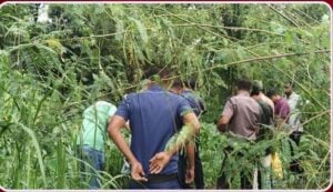 মানিকগঞ্জের সিংগাইরে জলাশয়ের কচুরিপানা থেকে অজ্ঞাত কিশোরের অর্ধগলিত লাশ উদ্ধার