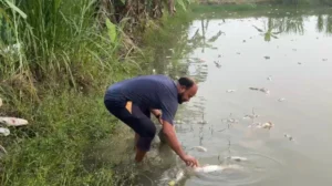 চাঁদা দাবির অভিযোগে মাছের খামারে বিষ, বিএনপি নেতা গ্রেফতার