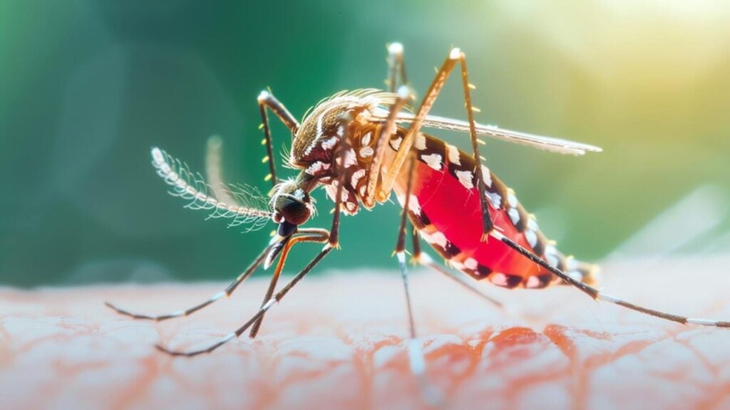 ঝালকাঠিতে ডেঙ্গু আক্রান্ত ২৩৪০, হাসপাতালে ৪২ জন 3 ঝালকাঠিতে ডেঙ্গু আক্রান্ত ২৩৪০, হাসপাতালে ৪২ জন