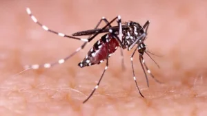 ডেঙ্গুতে আরও চারজনের মৃত্যু, হাসপাতালে ভর্তি ১,৮৫১