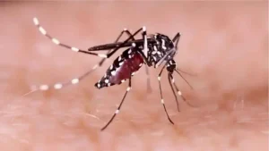 ডেঙ্গুতে একদিনে ৯ মৃত্যু, হাসপাতালে ভর্তি ১,৯০২