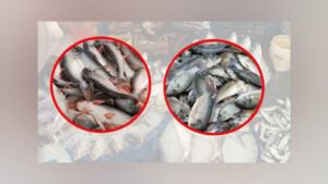 পাঙাশ-তেলাপিয়াও নাগালের বাইরে, প্রোটিনের সংকটে নিম্নবিত্ত