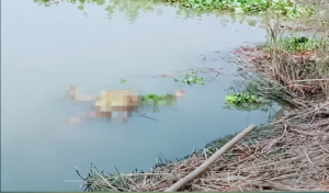 মানিকগঞ্জের ধলেশ্বরী নদী থেকে নারীর মরদেহ উদ্ধার